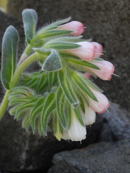 Onosma alborosea photo
